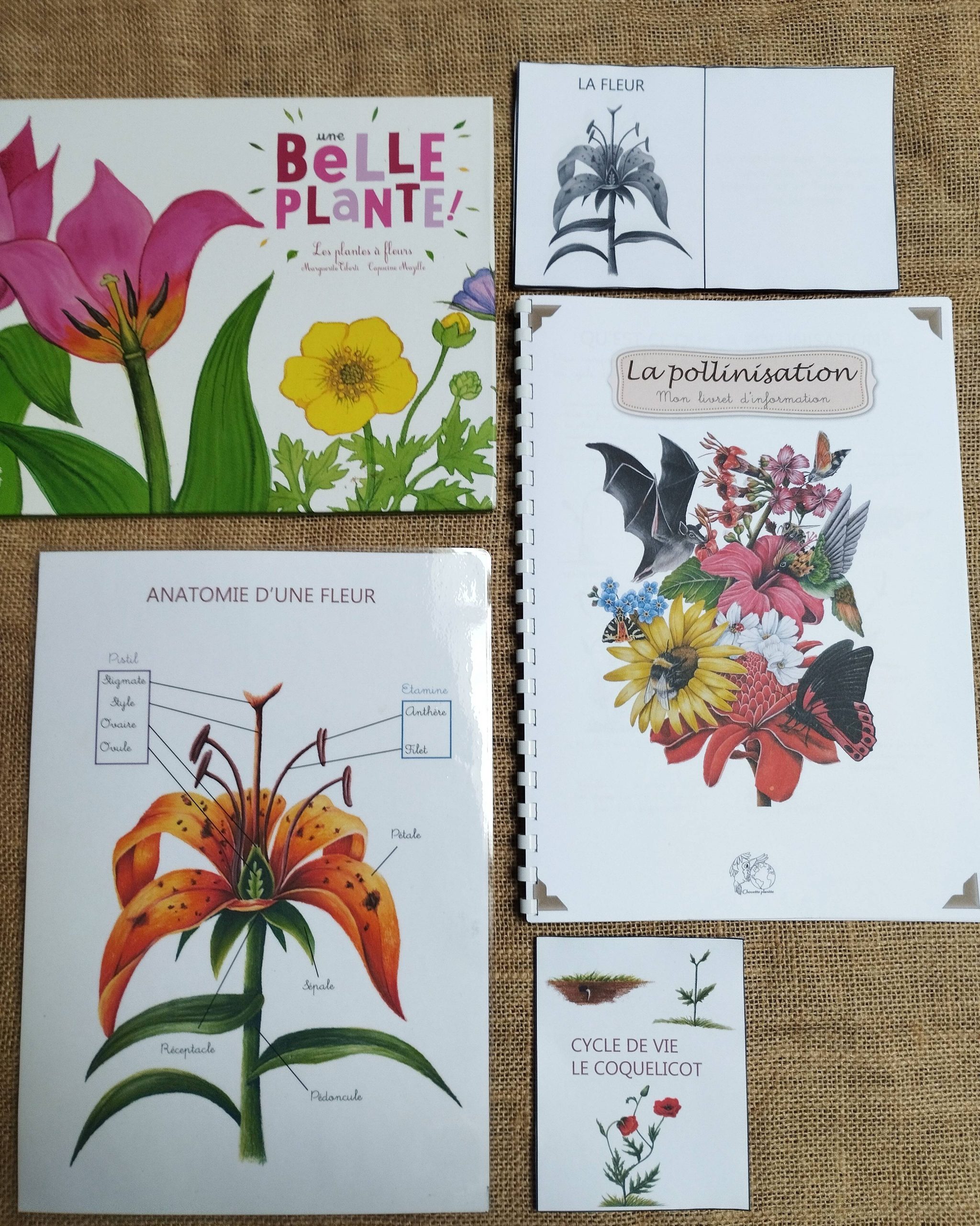 Livret PDF la pollinisation expliquée simplement illustré à l’aquarelle avec fleurs et pollinisateurs