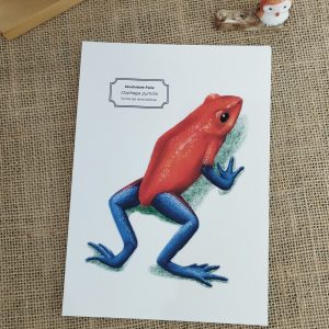 Affiche naturaliste d'une dendrobate fraise
