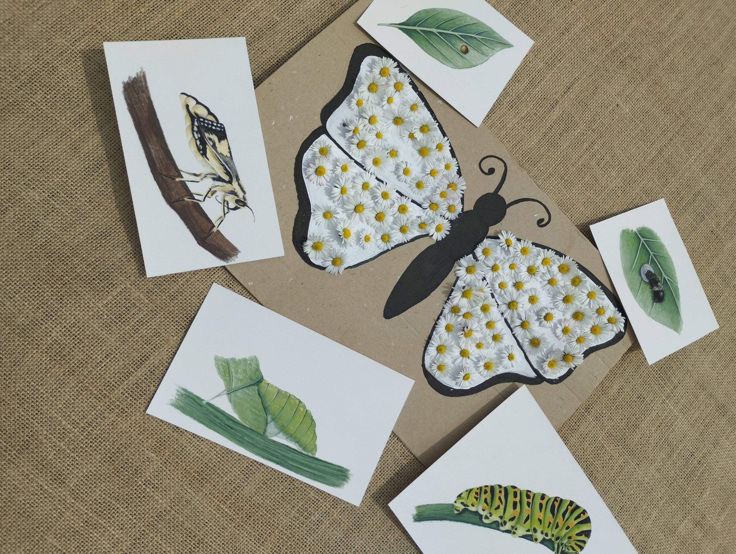 Activité sensorielle papillon avec fleurs naturelles en maternelle