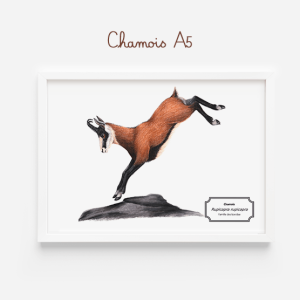 Affiche naturaliste d'un chamois