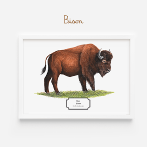 Affiche naturaliste d'un bison