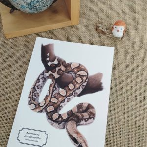 Affiche naturaliste d’un boa constricteur