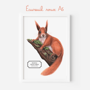 Affiche naturaliste d'un écureuil