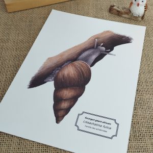 Affiche naturaliste d'un escargot géant d'afrique