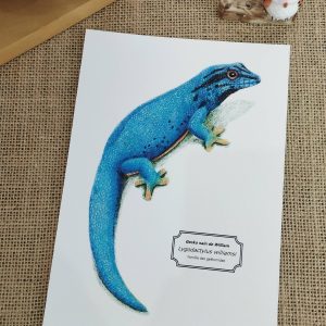 Affiche naturaliste d’un gecko nain de William