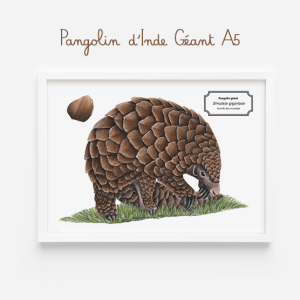 Affiche naturaliste d’un pangolin géant