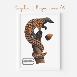 Affiche naturaliste d’un pangolin à longue queue
