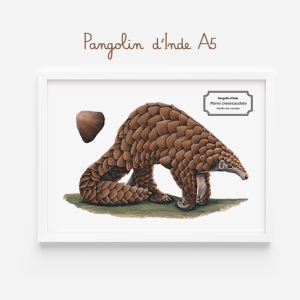 Affiche naturaliste d’un pangolin d'Inde