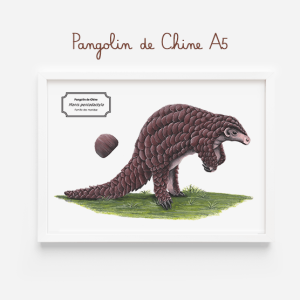 Affiche naturaliste d'un pangolin de Chine