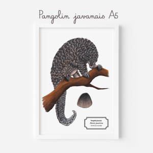 Affiche naturaliste d’un pangolin javanais