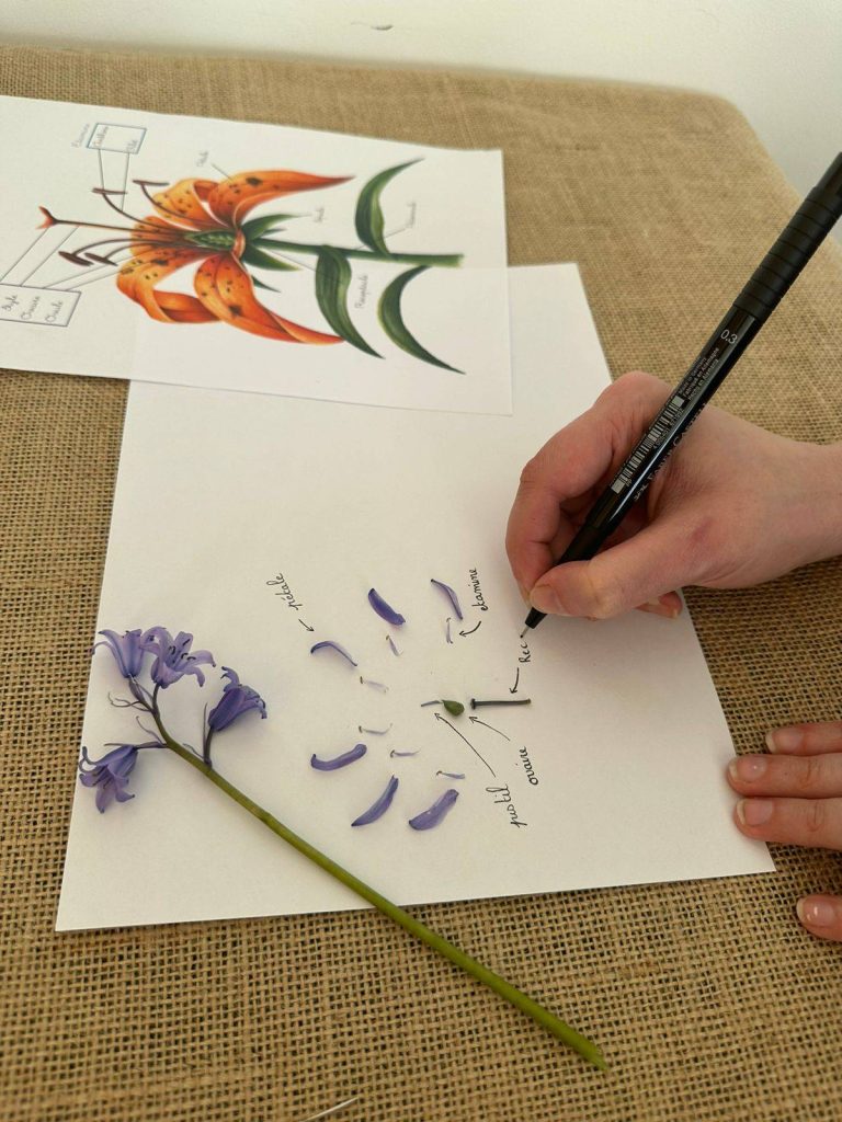 Tout sur les plantes. Atelier de dissection d'une fleur