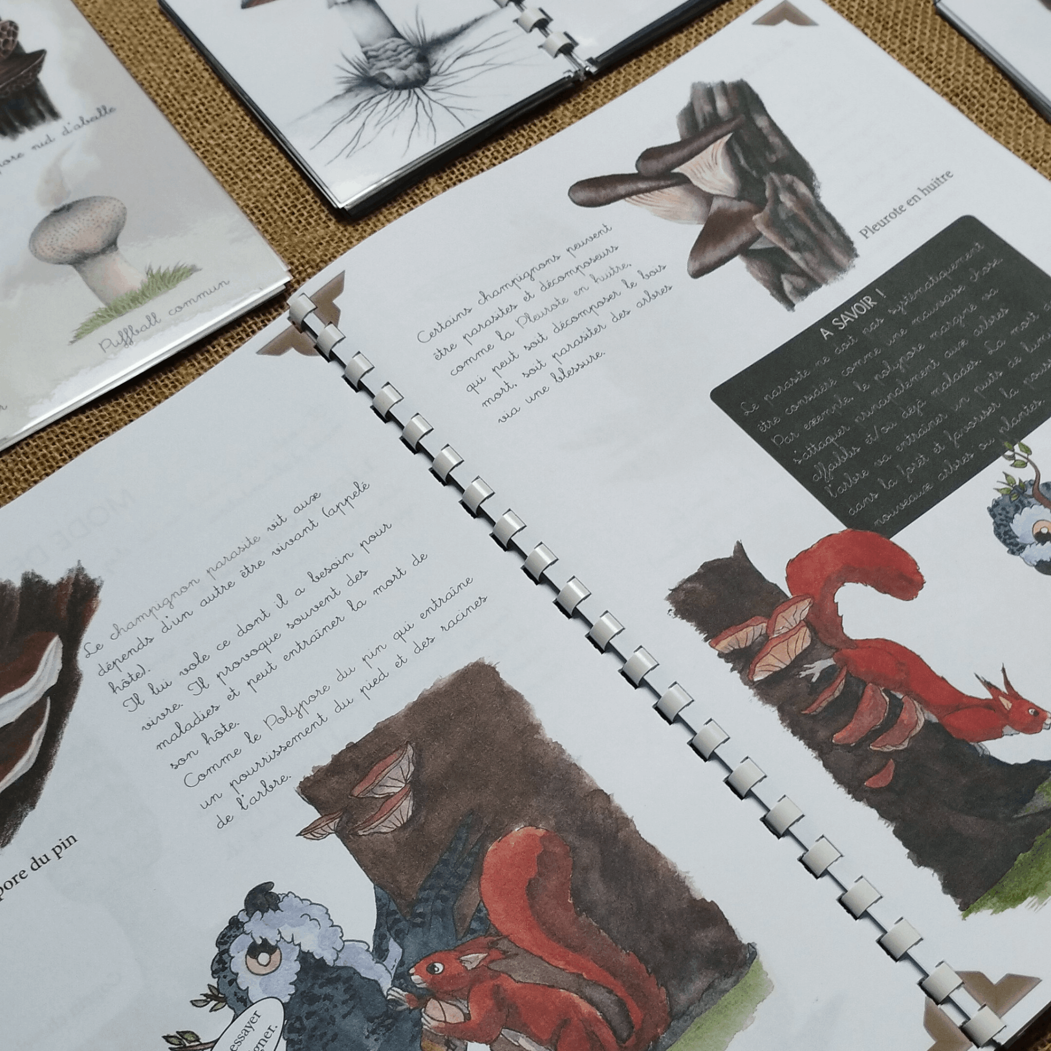 Photo de notre pdf pour tout savoir sur le règne fongique.