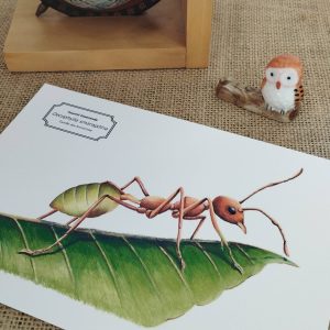 Affiche naturaliste d'une fourmi tisserande