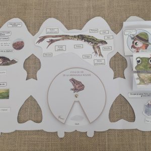 photo du lapbook sur la grenouille terminé