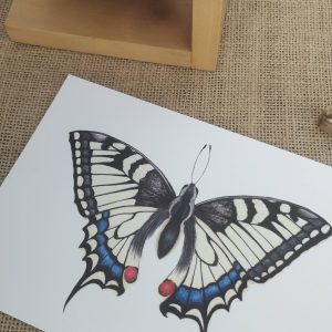 Affiche naturaliste d'un papillon machaon