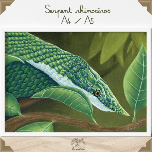 Affiche serpent rhinocéros A4/A5