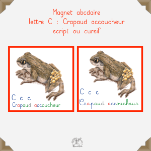 Magnet crapaud accoucheur