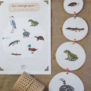 Animaux des mares. Extrait du pdf éducatif “Qui mange quoi de la mare ?”