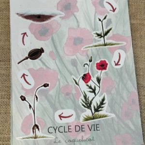 Stickers cycle de vie du coquelicot