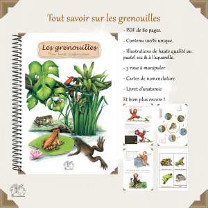Tout savoir sur la grenouille. Le guide illustré et éducatif sur les anoures