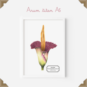 Affiche naturaliste – arum titan